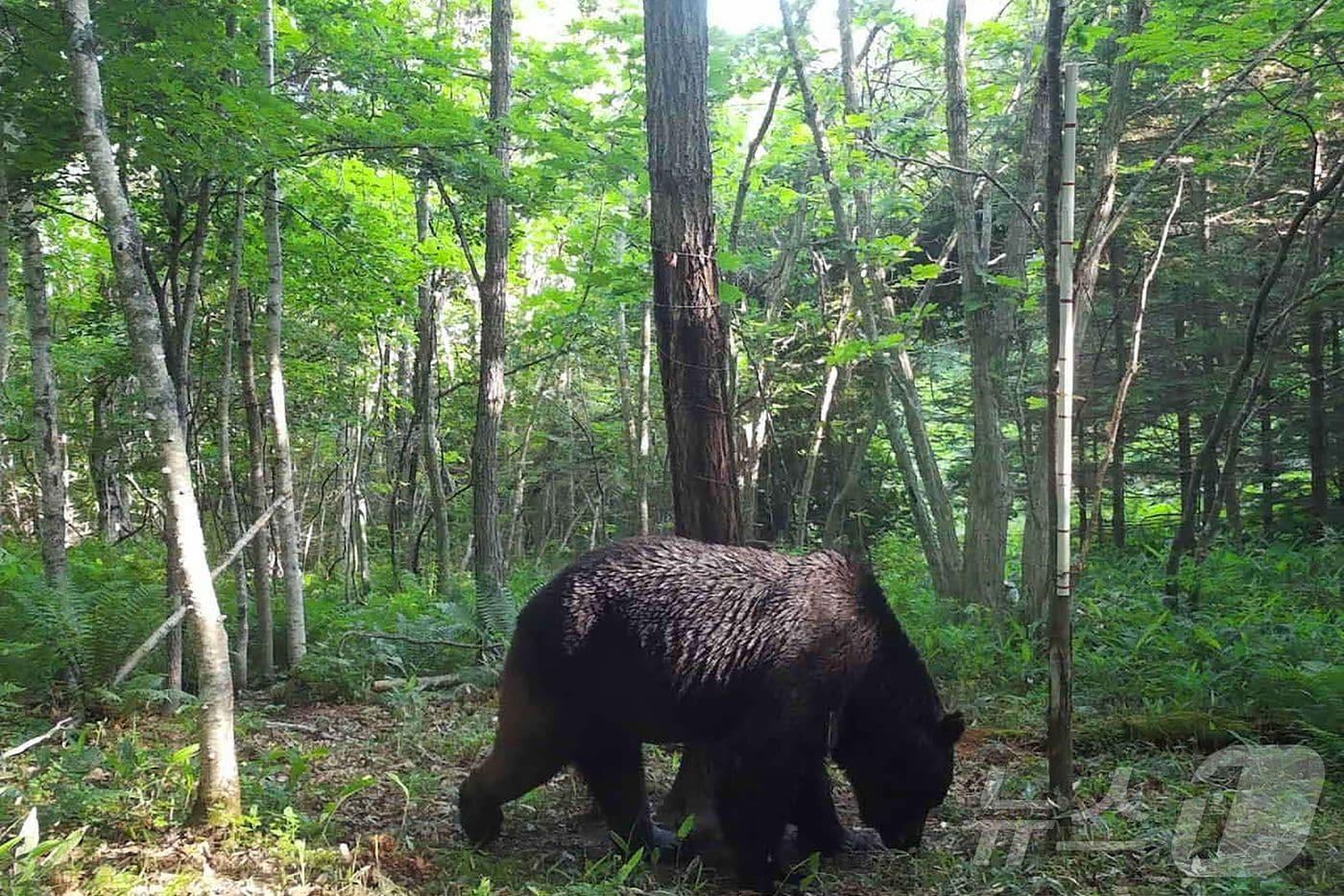 일본 후쿠시마현에서 지난 23일 곰이 주택에 침입한 사건이 발생했다. ⓒ AFP=뉴스1