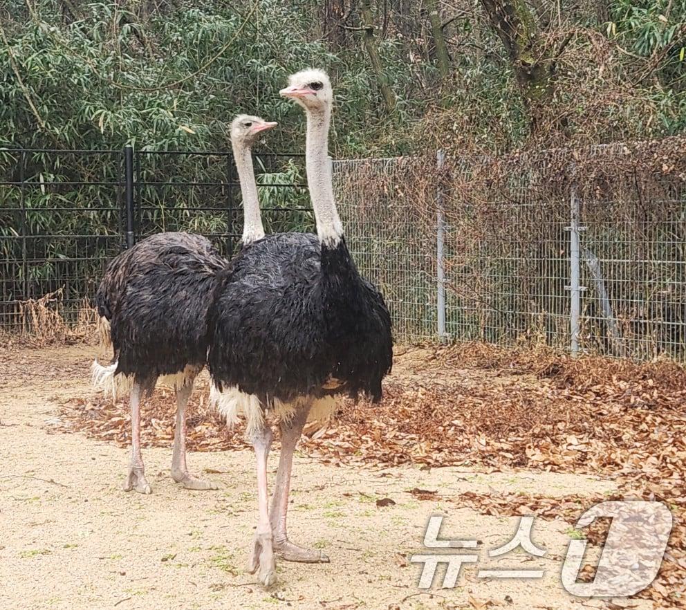 본문 이미지 - 광주 우치동물원 타조 부부.&#40;광주시 제공&#41;/뉴스1 