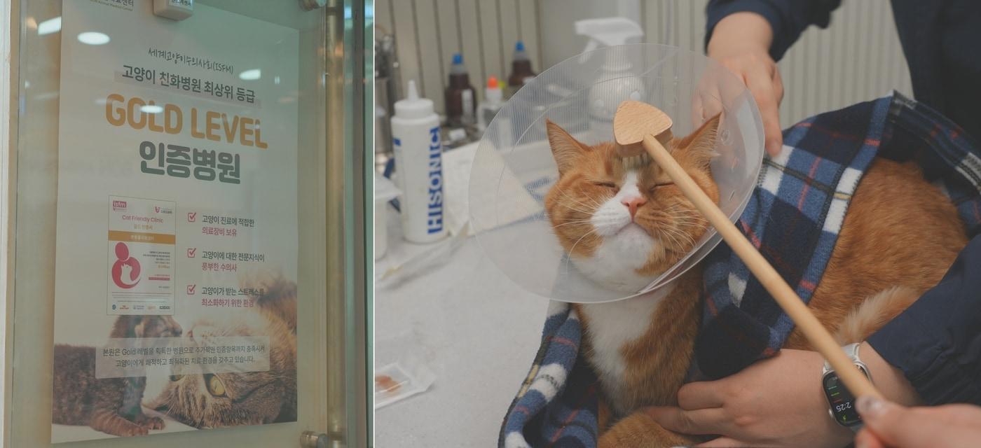 본동물의료센터는 최근 국제고양이의학협회&#40;ISFM&#41;로부터 고양이 친화병원&#40;Cat Friendly clinic&#41; 최상위 등급 &#39;골드레벨&#39; 인증을 받았다. &#40;동물병원 제공&#41; ⓒ 뉴스1