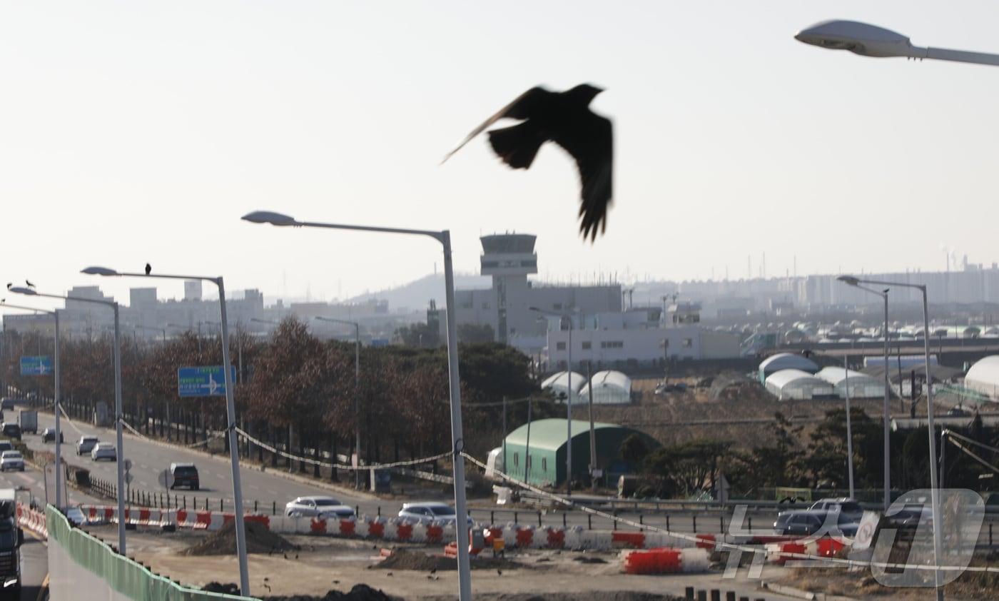 31일 울산공항 인근에 까마귀떼가 포착되고 있다.2024.12.31/뉴스1 ⓒNews1 김지혜 기자