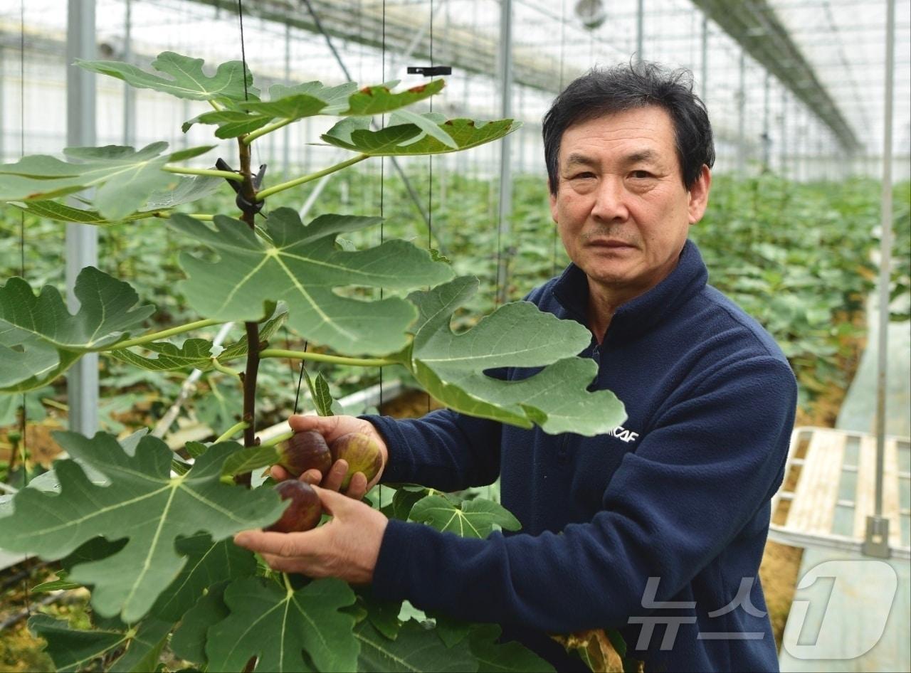 전국 최초 무화과 마이스터 이진성 영암무화과마을 대표 &#40;영암군 제공&#41;/뉴스1 