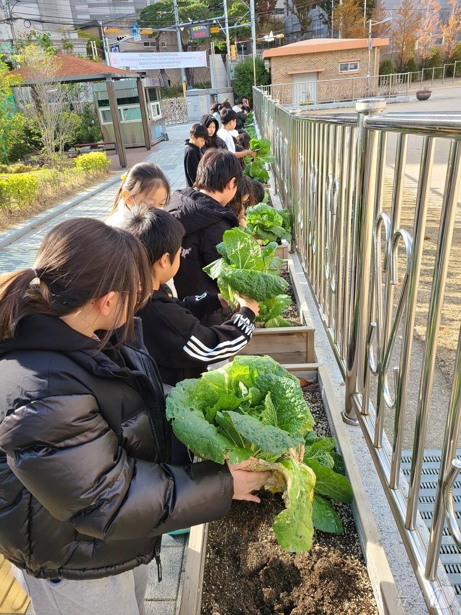 연포초등학교 생태텃밭 동아리 학생들이 직접 키운 배추를 뽑고 있다.&#40;부산 남구 제공&#41;