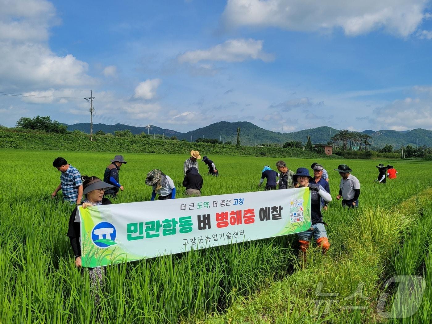 고창군이 지난 9월 호우로 인한 벼 쓰러짐과 벼멸구, 인삼 폭염 피해농가 총 2008명에 대해 32억 5000여만원의 재난지원금을 지급했다. 민관합동 병해충 예찰 자료사진&#40;고창군 제공&#41;2024.12.6/뉴스1