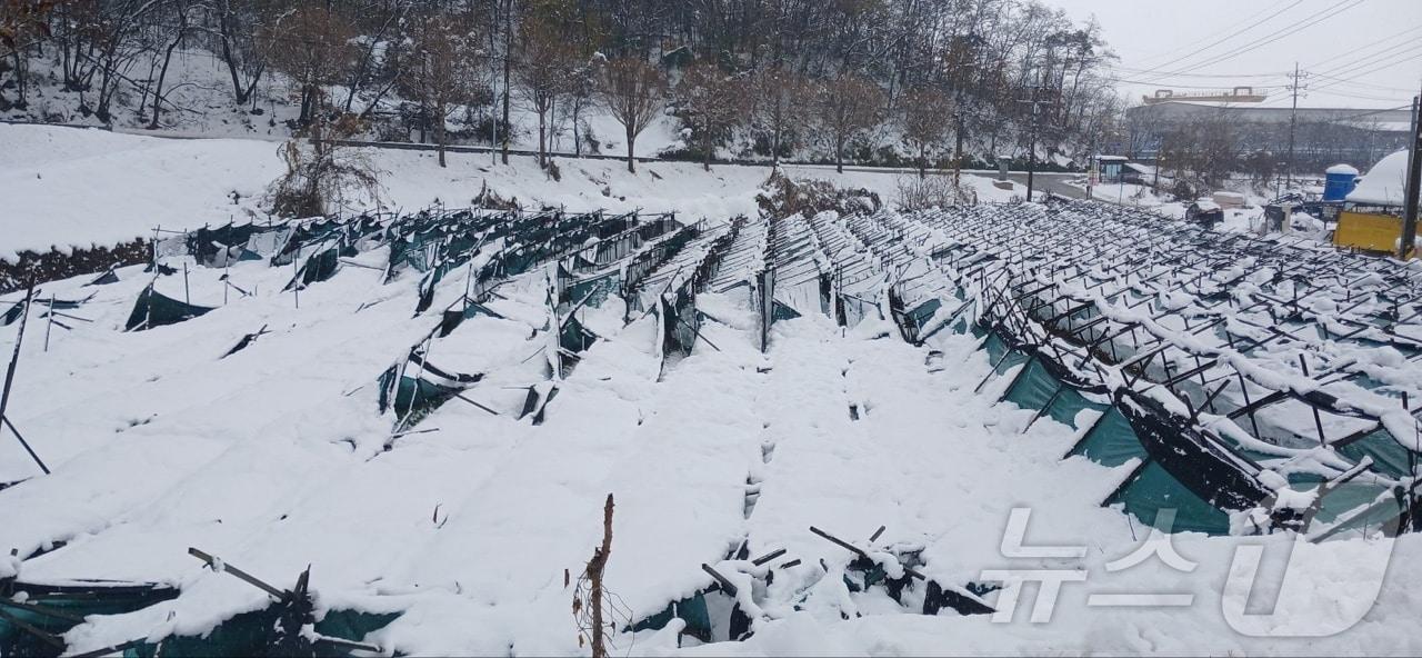 무너진 인삼밭 시설물&#40;충북도 제공&#41;