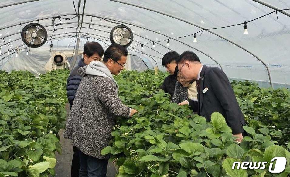 지난 31일 최재성 계룡부시장&#40;오른쪽&#41;이 딸기 농가를 방문해 농업인과 대화를 나누고 있다. &#40;계룡시 제공&#41; /뉴스1