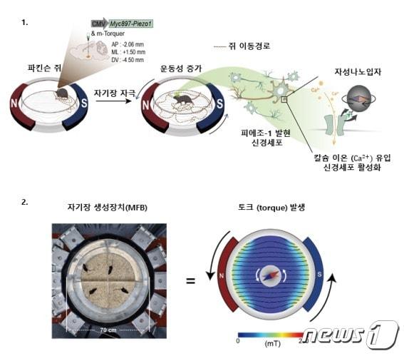 나노-자기유전학 기반 뇌심부자극술. &#40;기초연 제공&#41;/뉴스1