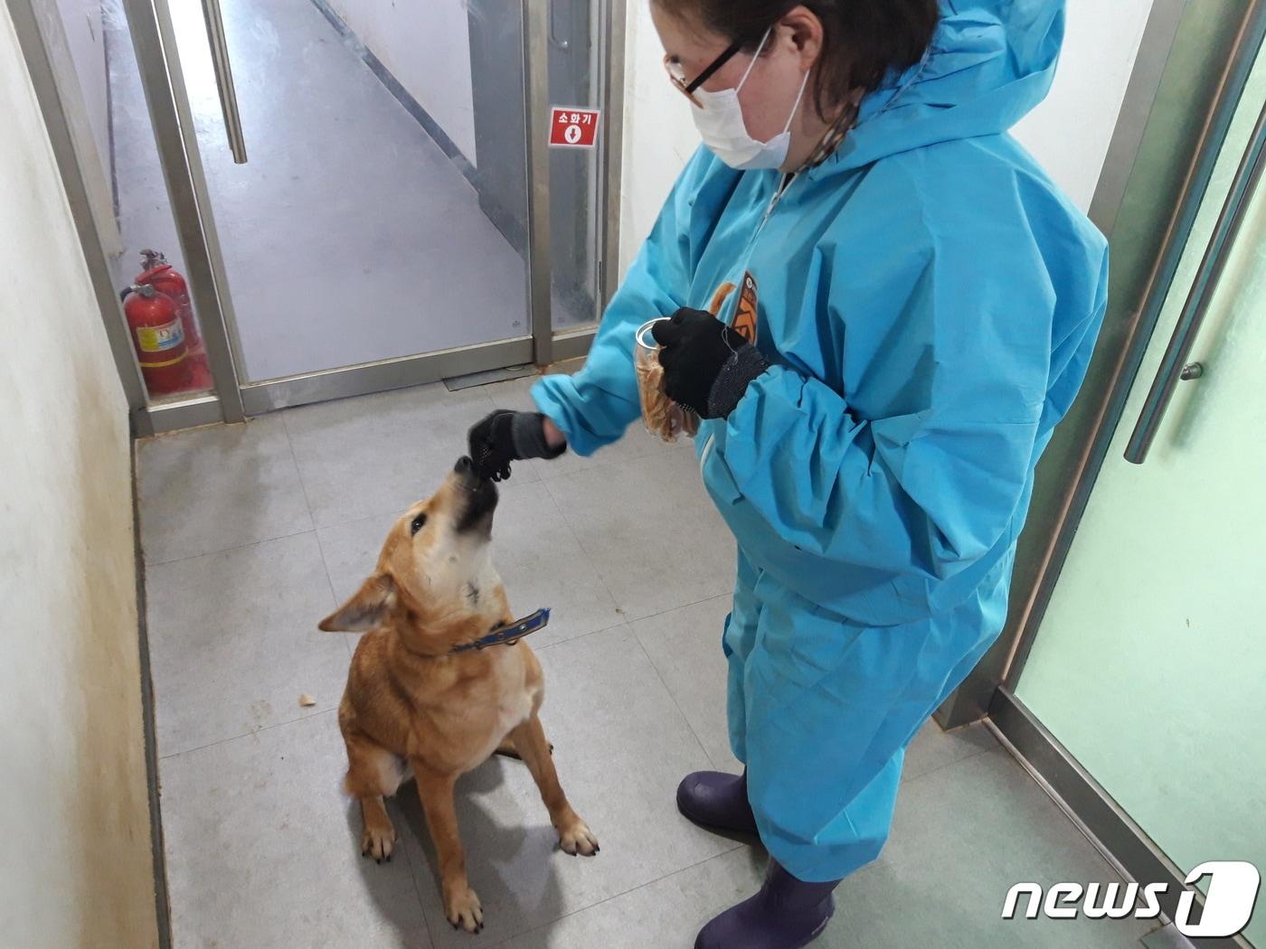 용인시 동물보호센터가 보호하고 있는 유기동물이 사회화 훈련을 받은 뒤 &#39;더 건강하개&#39;가 만든 수제 간식을 먹고 있는 모습.&#40;용인시 제공&#41;