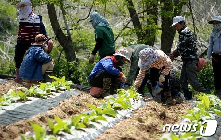 외국인 계절근로자 농가 일손 돕기 장면. &#40;영동군 제공&#41; /뉴스1 