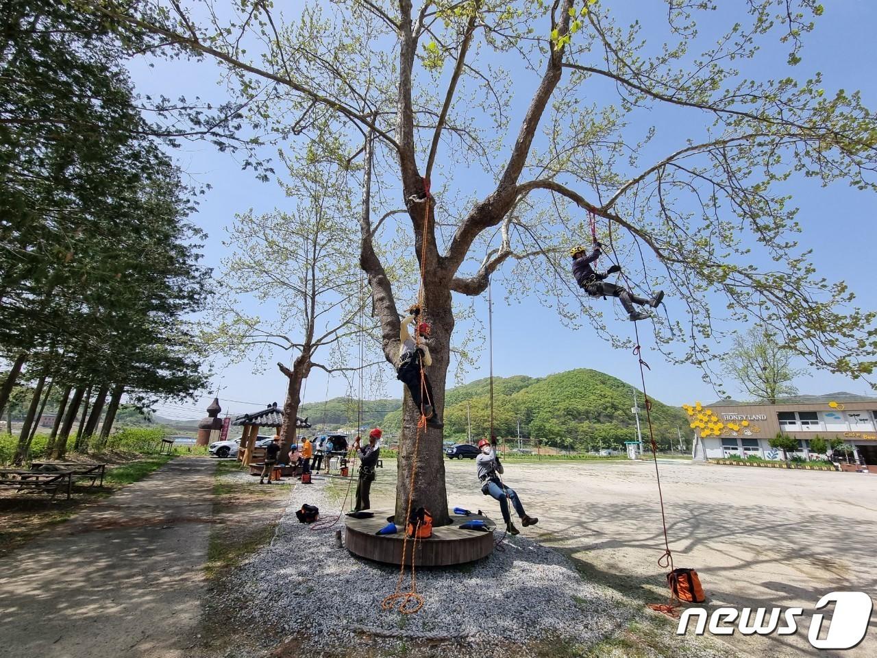 충북 괴산군의 아보리스트&#40;Arborist·수목관리전문가&#41; 양성교육.&#40;괴산군 제공&#41;/뉴스1