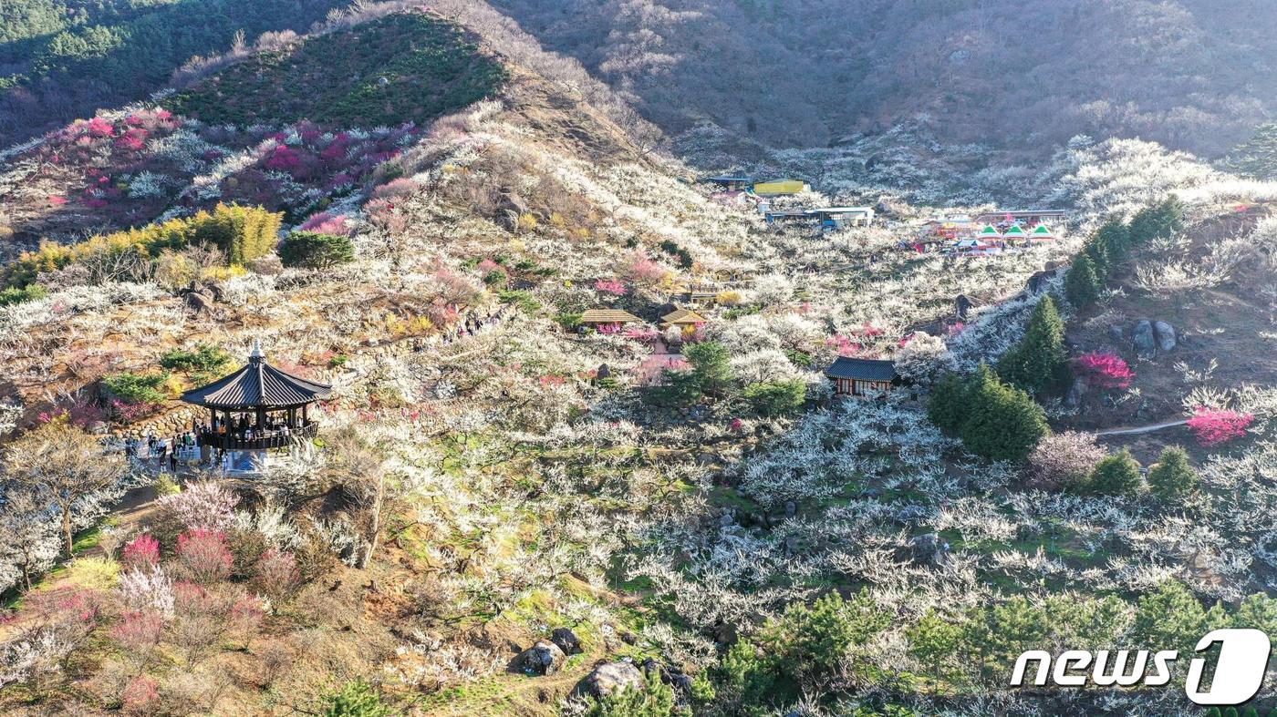  3월 8일부터 17일까지 광양시 다압면 섬진강변 매화마을 일원에서 제23회 광양매화축제가 열린다&#40;광양시 제공&#41;2024.2.15/