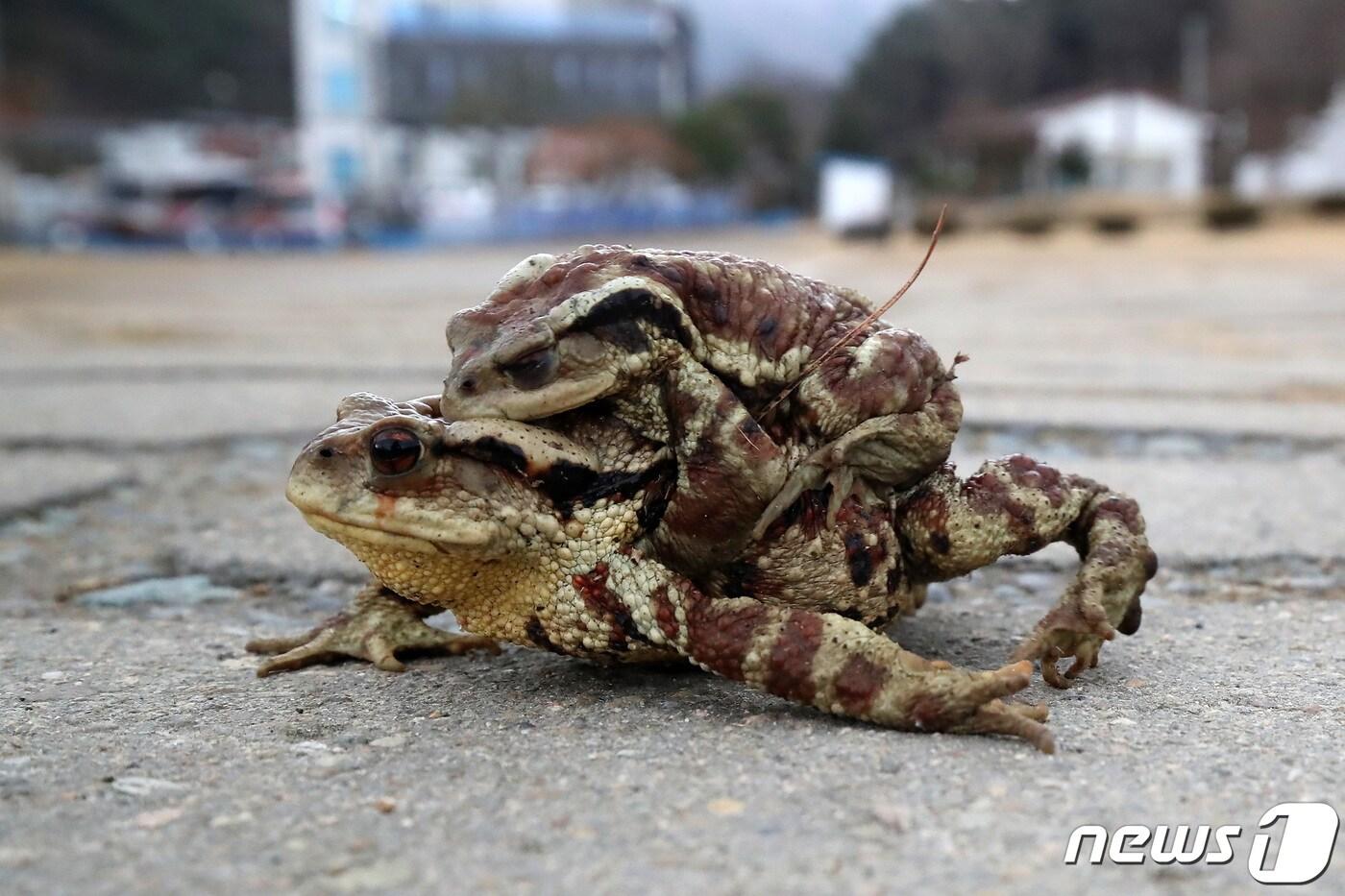 평년기온을 웃도는 포근한 날씨가 이어진 15일 오후 대구 수성구 욱수골에서 겨울잠을 깬 두꺼비가 산란지인 망월지를 향해 이동하고 있다. ⓒ News1 공정식 기자