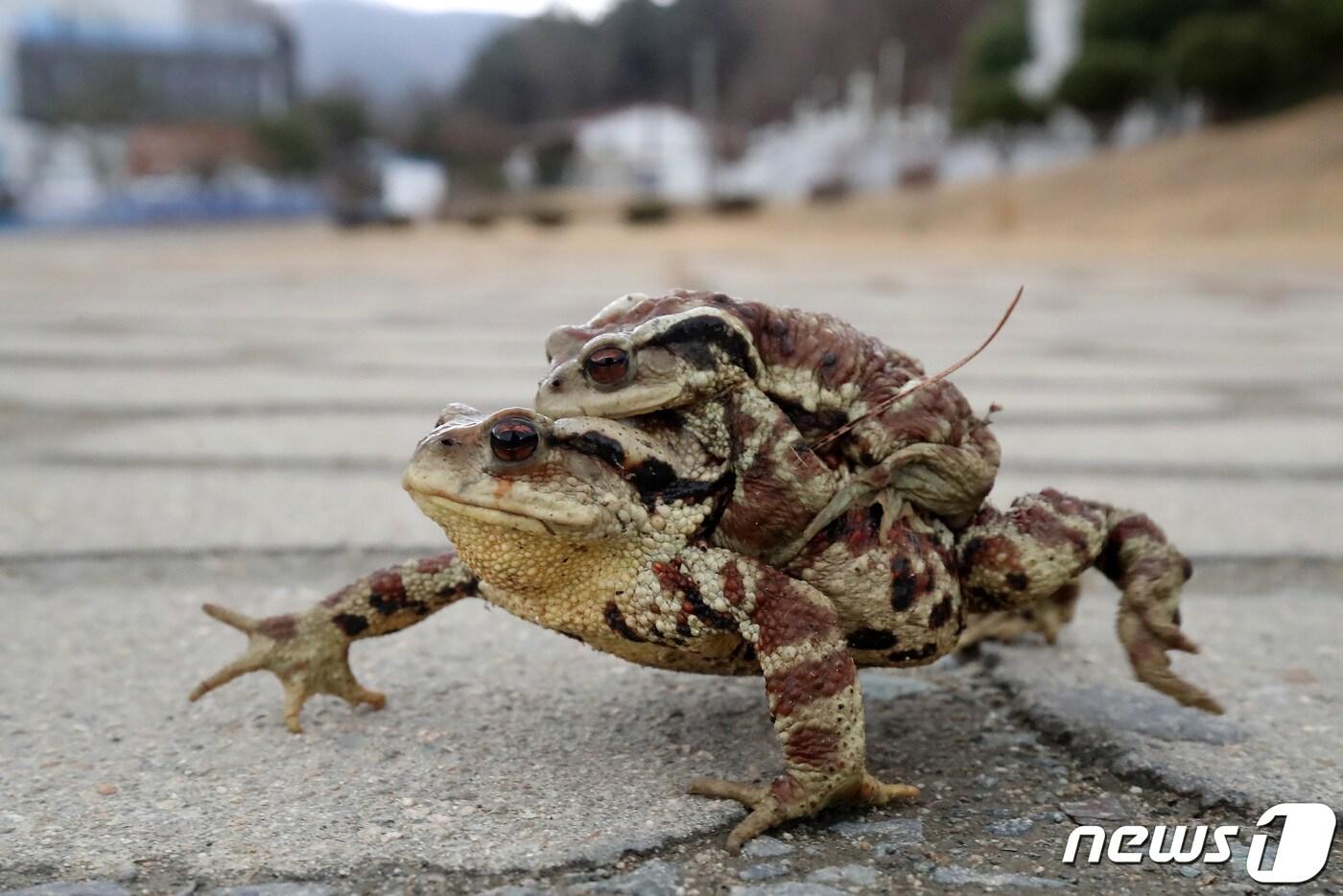 평년기온을 웃도는 포근한 날씨가 이어진 지난 15일 오후 대구 수성구 욱수골에서 겨울잠을 깬 두꺼비가 산란지인 망월지를 향해 이동하고 있다. 수성구청에 따르면 올해 두꺼비의 이동 시기는 작년에 비해 보름 정도 앞당겨졌으며, 개구리가 겨울잠에서 깬다는 경칩&#40;3월5일&#41;보다 약 20일 빨라졌다. 2024.2.15/뉴스1 ⓒ News1 공정식 기자