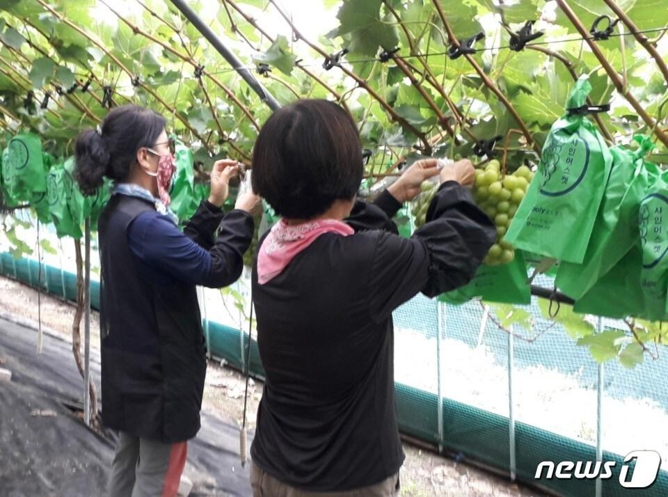 보은군 취약계층 농가 일손 돕기 장면. &#40;보은군 제공&#41; /뉴스1 