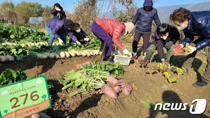 서울 송파구의 &#39;솔이텃밭&#39;. &#40;송파구 제공&#41;  