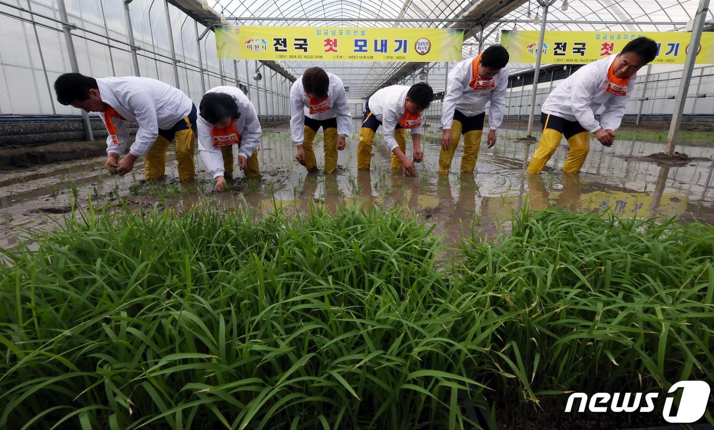 경기도 이천시 호법면의 벼 재배 하우스에서 이천시 관계자들이 지난 2월 올해 첫 모내기를 하고 있는 모습.ⓒ News1 이동해 기자