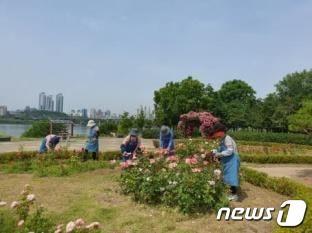 한강공원 장미봉사단 활동. &#40;서울시 제공&#41; 