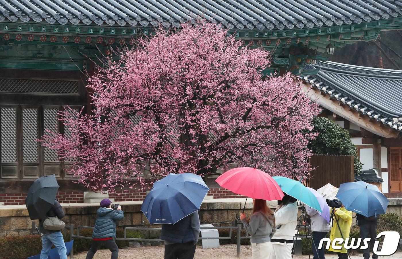 절기상 &#39;우수&#40;雨水&#41;&#39;인 19일 오전 경남 양산시 하북면 통도사에서 우산을 쓴 시민들이 봄비를 머금은 홍매화를 감상하고 있다. 2024.2.19/뉴스1 ⓒ News1 윤일지 기자