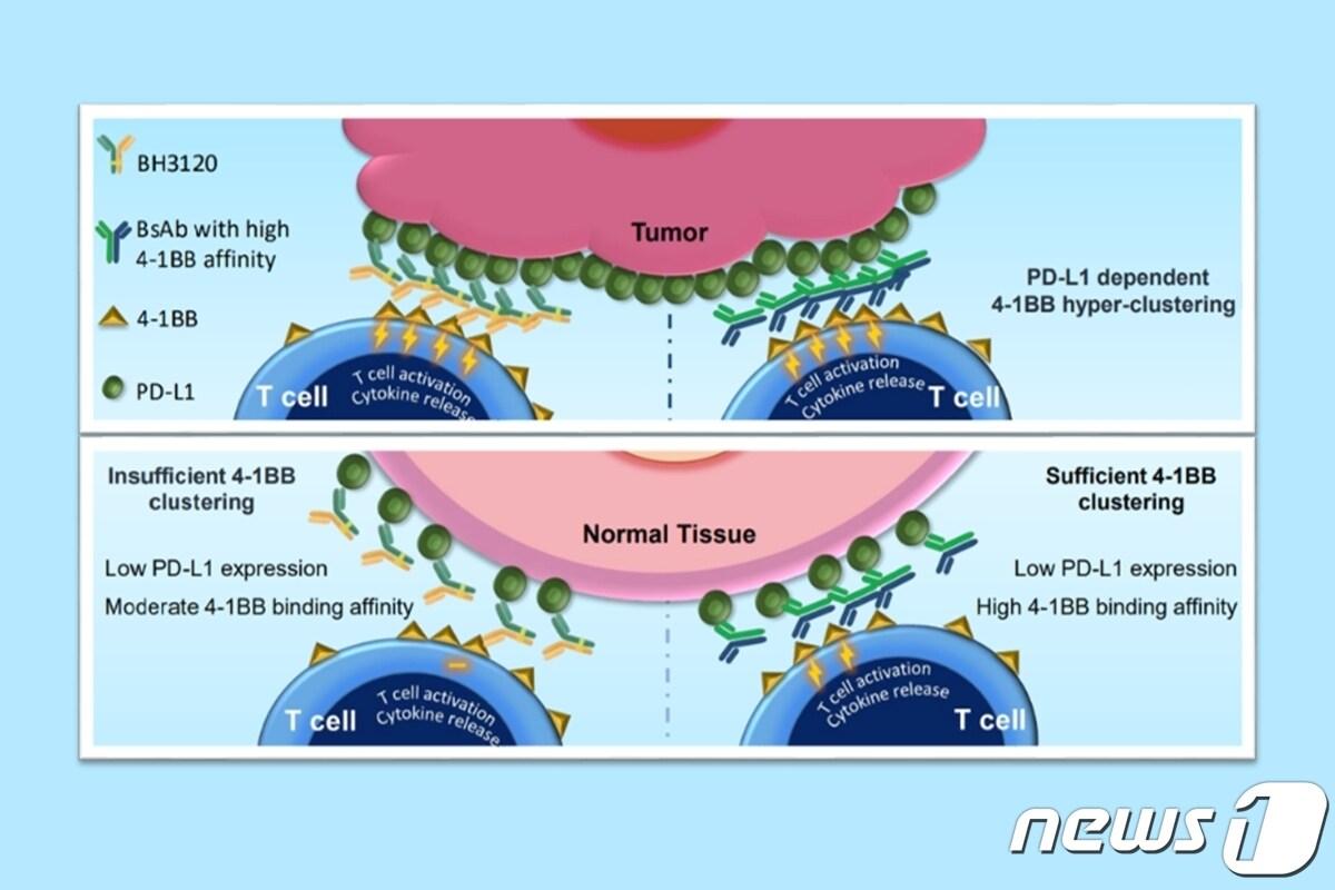 북경한미약품이 미국암연구학회&#40;AACR 2023&#41;에서 발표한 BH3120의 작용 기전. 종양&#40;Tumor&#41;에서는 ‘BH3120&#40;왼쪽 Y자 물질&#41;’과 ‘4-1BB 결합력이 높은 이중항체&#40;오른쪽 Y자 물질&#41;’ 모두 강력한 항암효과를 유도한다. 일반 조직&#40;Nomal Tissue&#41;에서는 BH3120이 4-1BB 결합력이 높은 이중항체와 달리 불필요한 면역활성화를 최소화해 보다 안전성을 지닌다.&#40;한미약품 제공&#41;/뉴스1 ⓒ News1