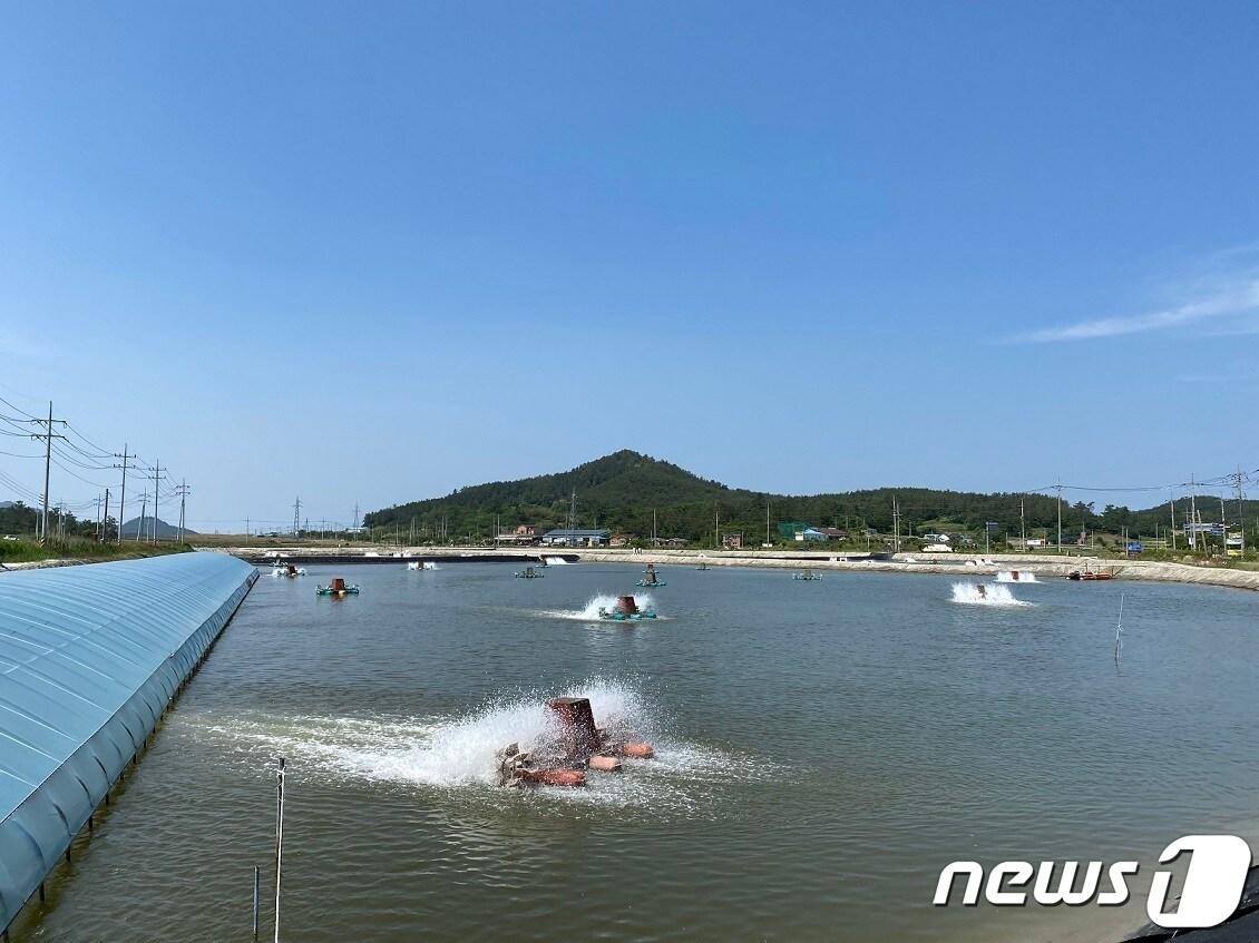 신안군 왕새우 양식장 &#40;신안군 제공&#41;/뉴스1 