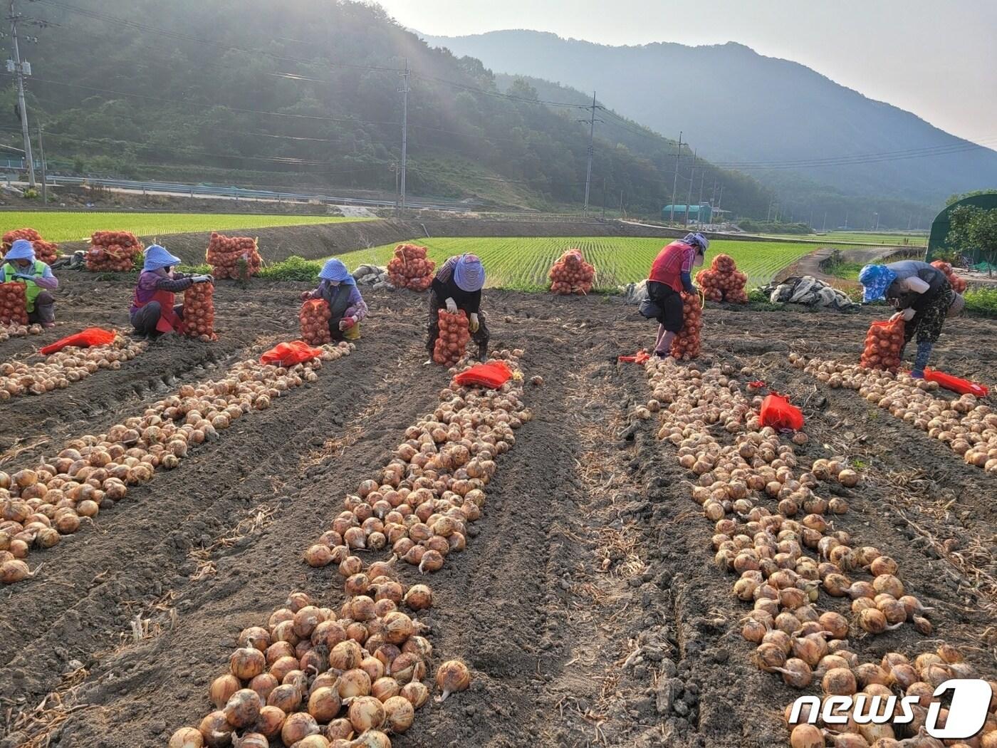 합천군 양파 재배 농가&#40;합천군 제공&#41;