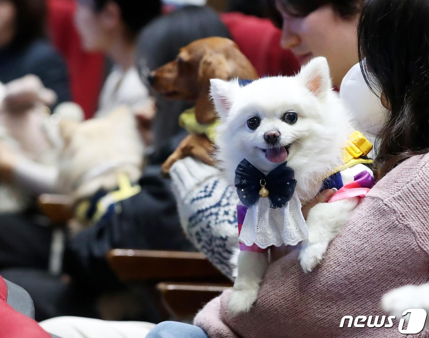 부산 KBS홀에서 동명대학교 2024학년도 반려동물대학 신입생 입학식과 함께 반려견 입학식이 열린 가운데 손수건을 단 신입생 반려견들이 자리해 있다. 2024.2.22/뉴스1 ⓒ News1 윤일지 기자