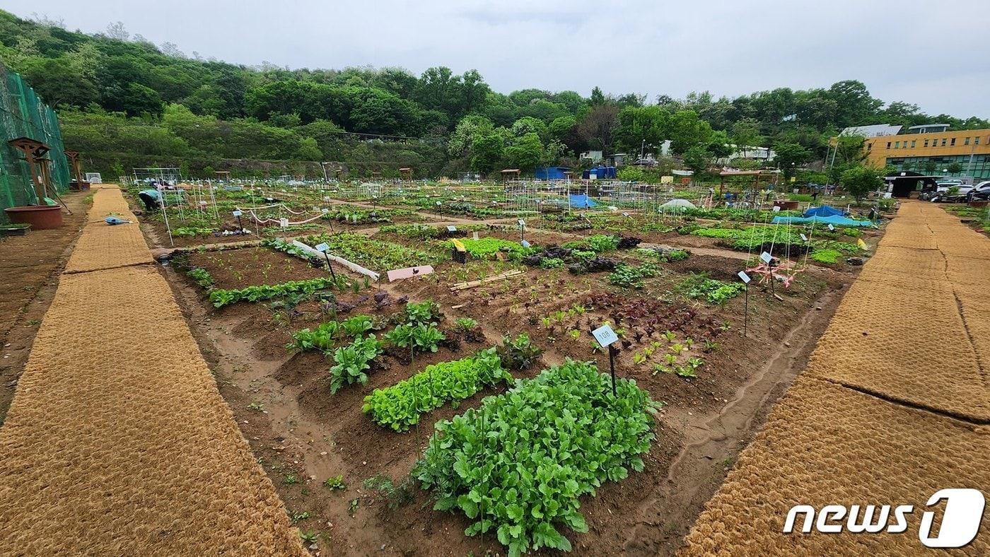 지난해 강감찬텃밭 운영 전경.&#40;관악구청 제공&#41;