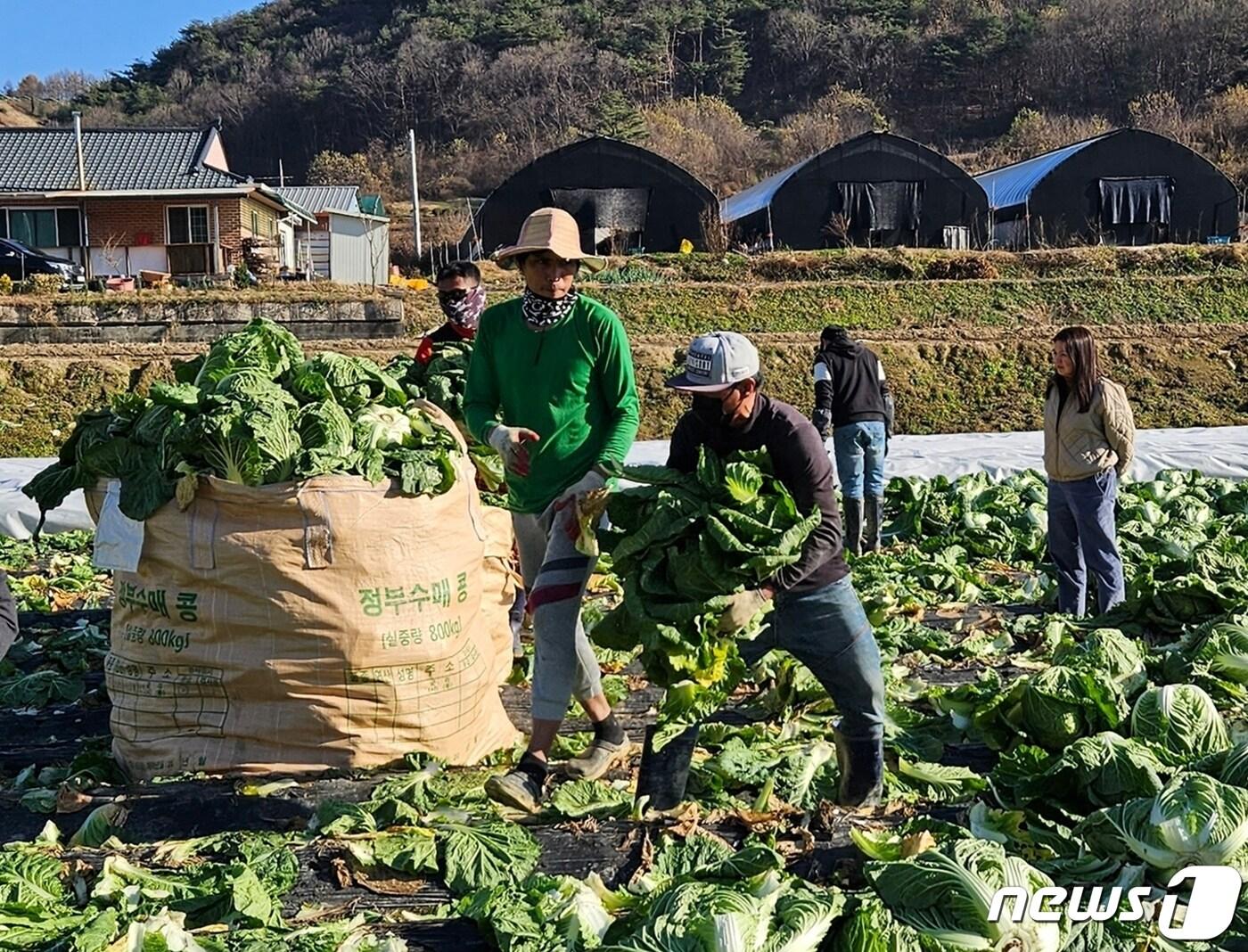 배추 수확 돕는 외국인 계절근로자./뉴스1