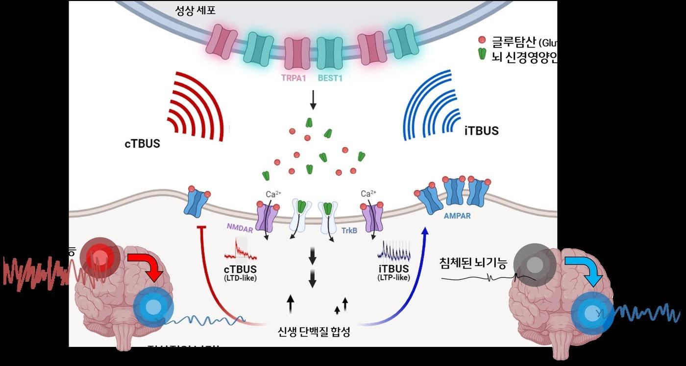 초음파 자극에 의한 신경조절 기전 모식도. &#40;기초연 제공&#41;/뉴스1