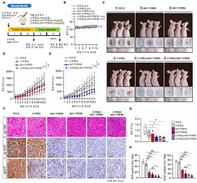SIRT7 저해제 투여에 따른 항암 효능. &#40;화학연-GIST 제공&#41;/뉴스1