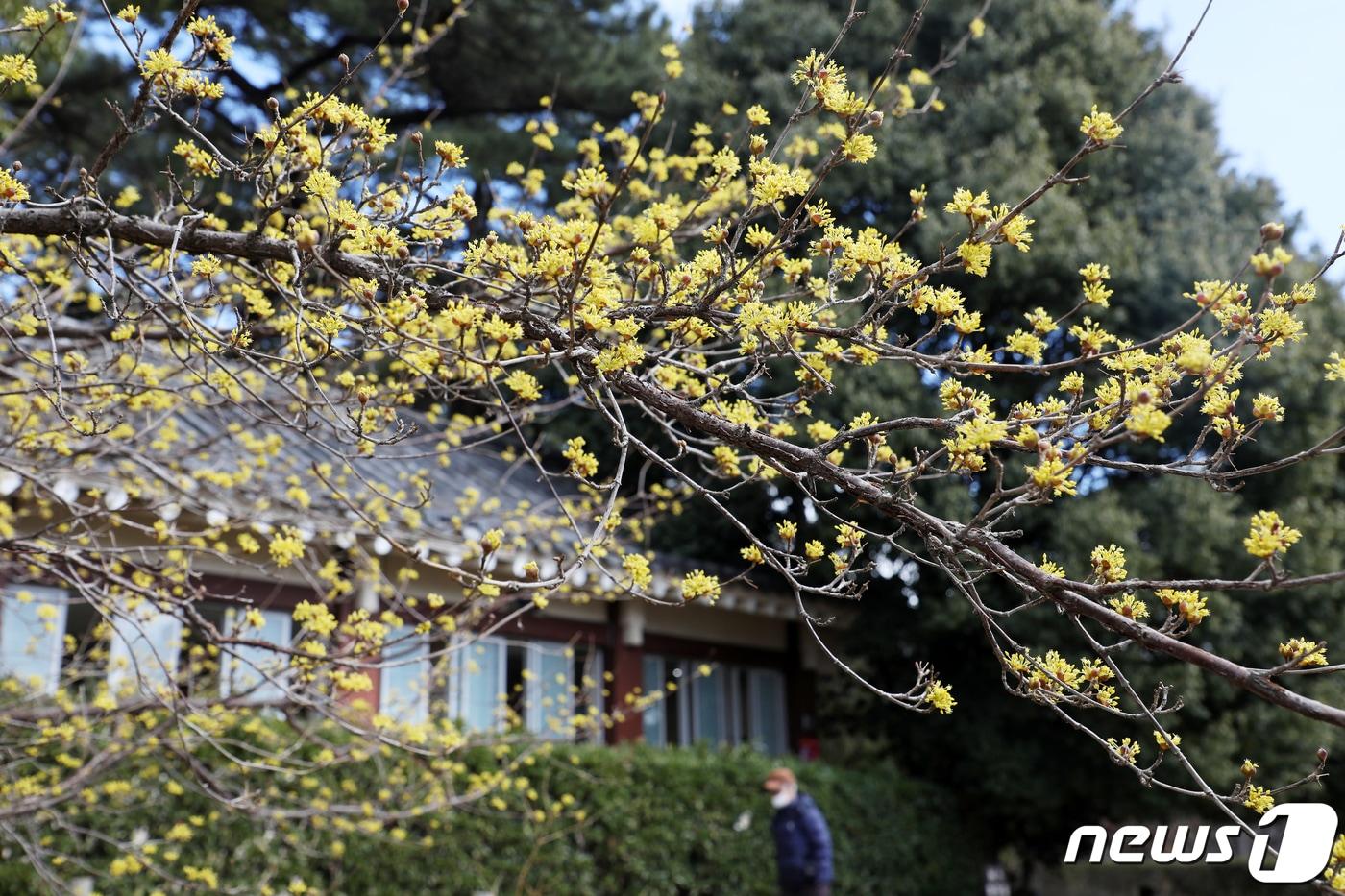 26일 오후 부산 수영구 수영사적공원에 노란 산수유꽃이 활짝 펴 시민들의 눈길을 사로잡고 있다. 2024.2.26/뉴스1 ⓒ News1 윤일지 기자