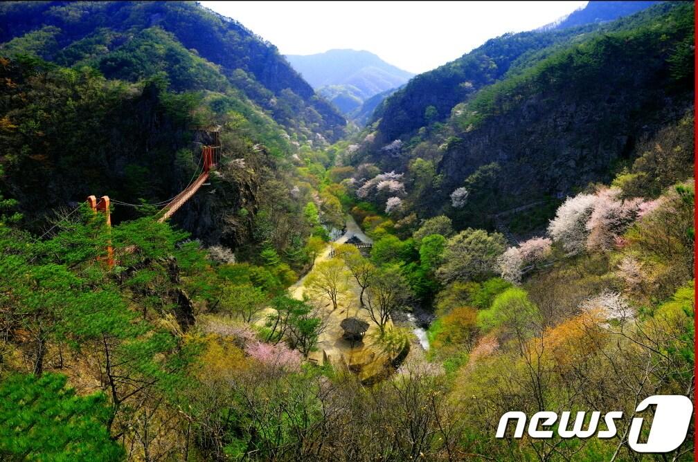 지난 봄 전북 순창군 소재 강천산 군립공원 내 현수교 인근 모습.&#40;순창군 제공&#41;/뉴스1