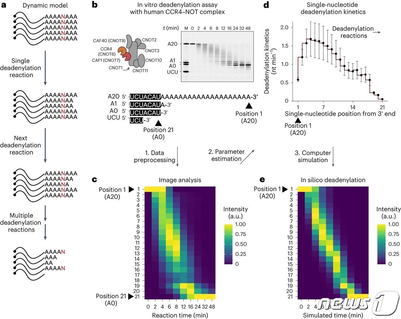 mRNA 꼬리에 대한 단일핵산 분석 방법론.&#40;IBS 제공&#41;/뉴스1