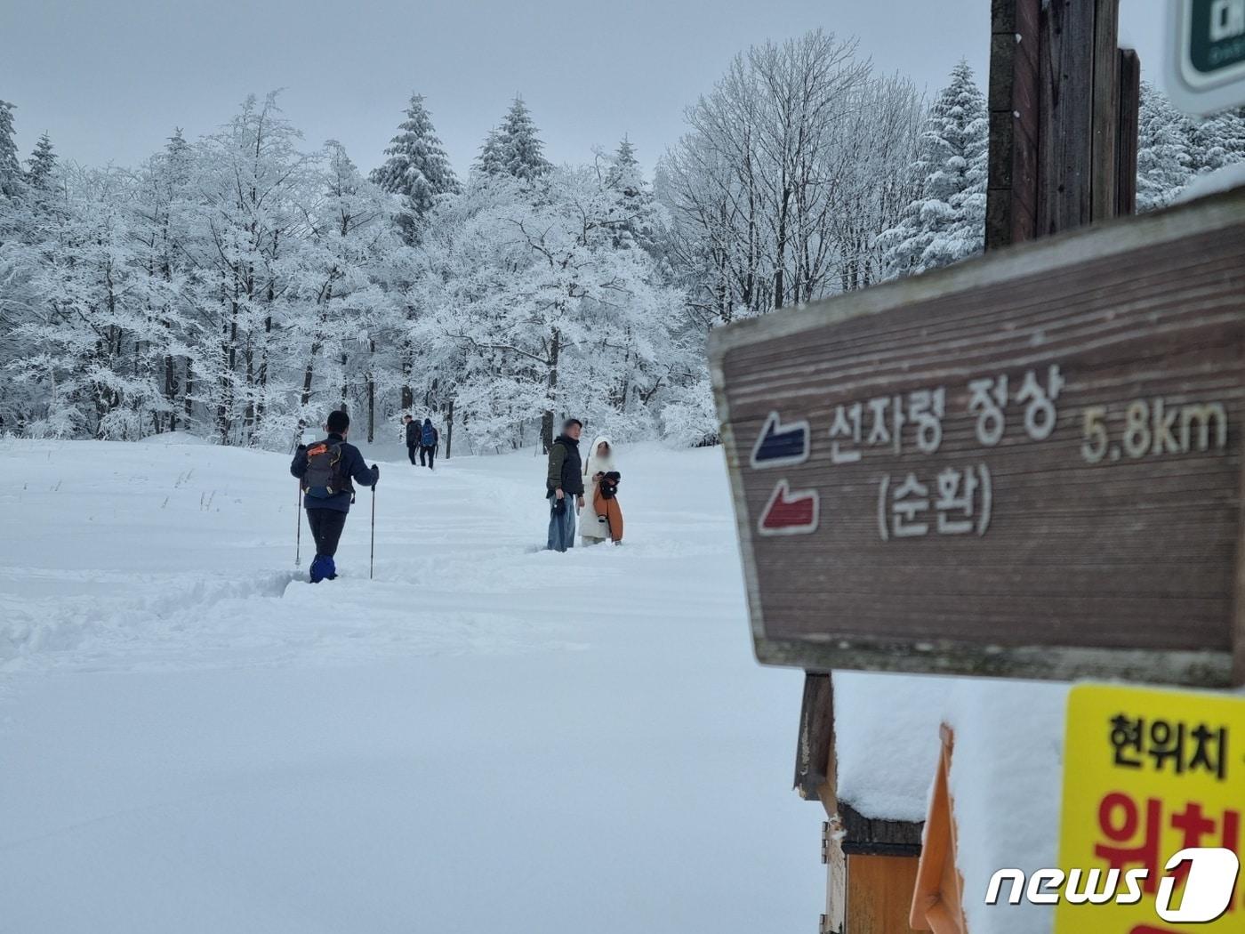 눈 내린 평창 대관령면.&#40;뉴스1 DB&#41;