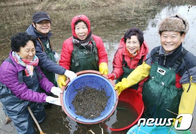 강진 옴천 토하잡이.&#40;강진군 제공&#41; ⓒ News1