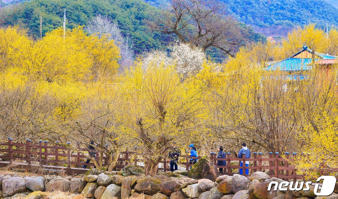 10일 오전 전남 구례군 산동면 반곡마을과 산수유사랑공원에 노랗게 물든 산수유꽃이 활짝 피어 있다. 국내 최대 산수유 군락지인 구례군은 3월9~17일 산동면 일원에서 &#39;제25회 산수유꽃축제&#39;를 개최하고 있다. &#40;구례군 제공&#41; 2024.3.10/뉴스1 