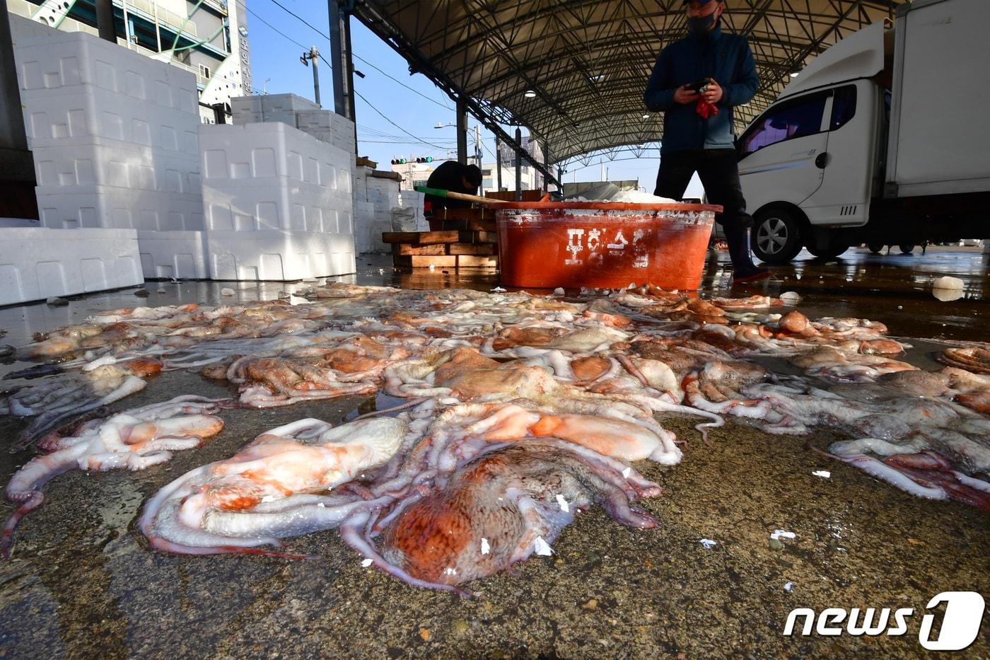 지난달 11일 경북 포항시 북구 죽도어시장 수협위판장에서 한 상인이 판매를 앞둔 문어를 정리하고 있다. 2024.3.11/뉴스1 ⓒ News1 최창호 기자