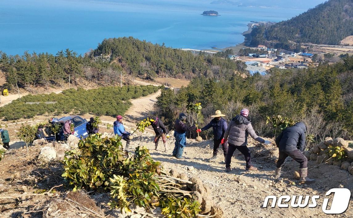 완도군 &#39;탄소중립 실현&#39; 조림 사업 추진 &#40;완도군 제공&#41;/뉴스1 