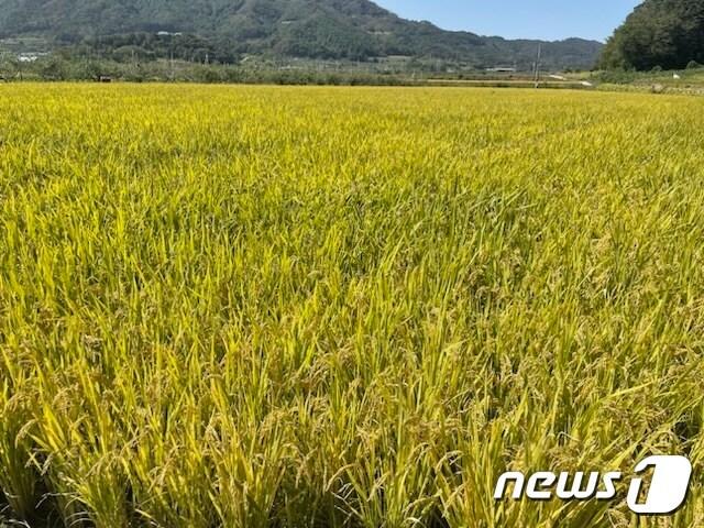 보은군 보은읍 월송리 일대 알찬단지 전경 &#40;보은군 제공&#41; /뉴스1 