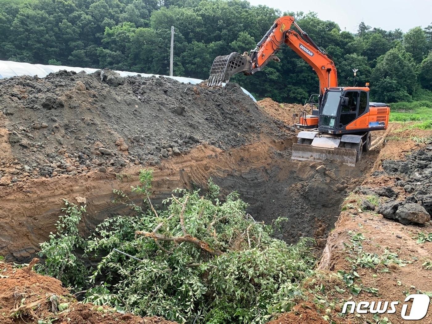 11일 충북 음성군은 지난 겨울 평균 기온이 높아 올해 과수화상병 발생 가능성이 크다며 농가에 적기 방제를 당부했다. 사진은 매몰 작업.&#40;음성군 제공&#41;2024.3.11/뉴스1