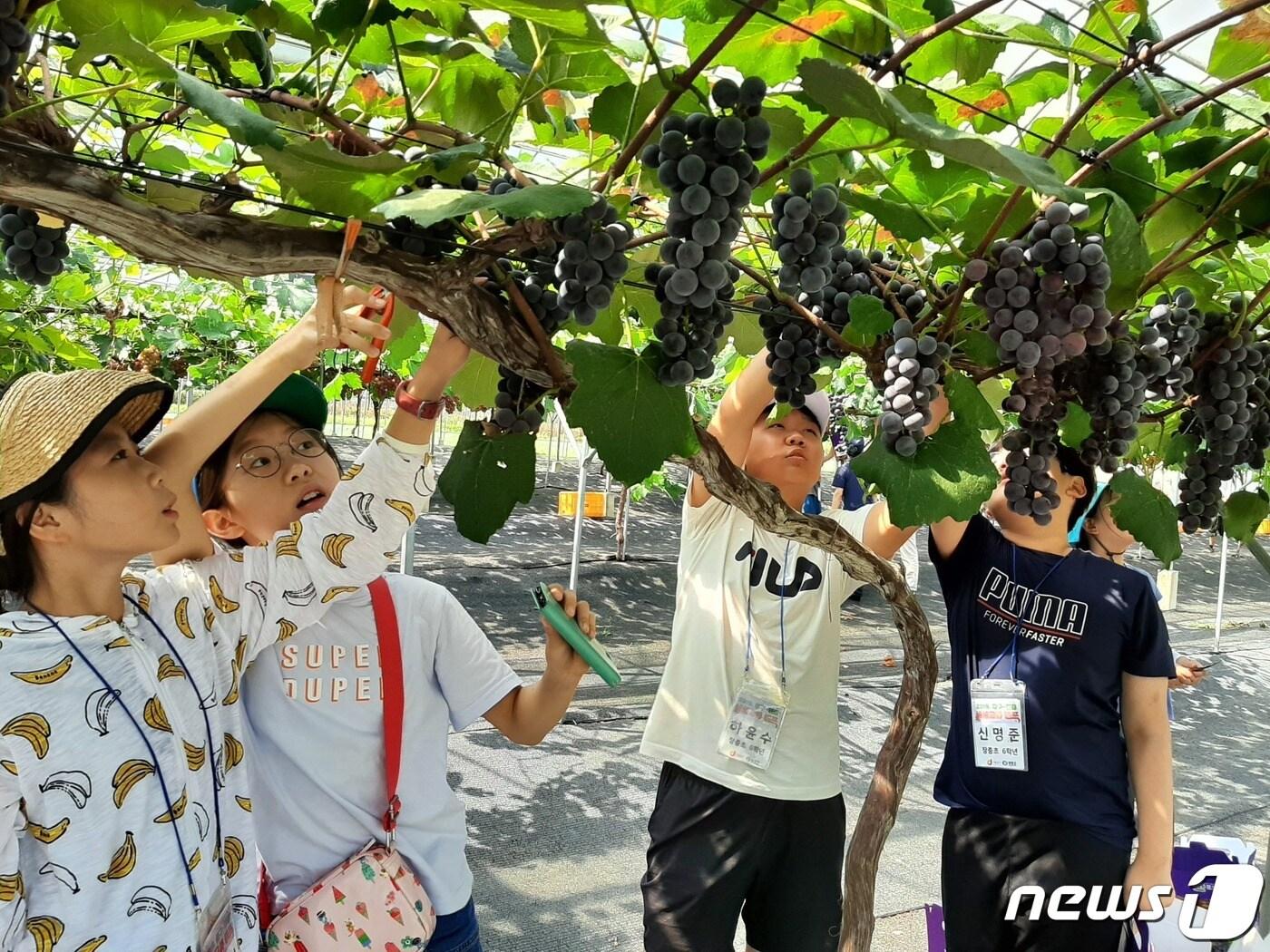  어린이들이 영동 레인보우 힐링관광지 과일나라테마공원내에서 포도 수확 체험활동을 하고 있다. &#40;영동군 제공&#41; /뉴스1