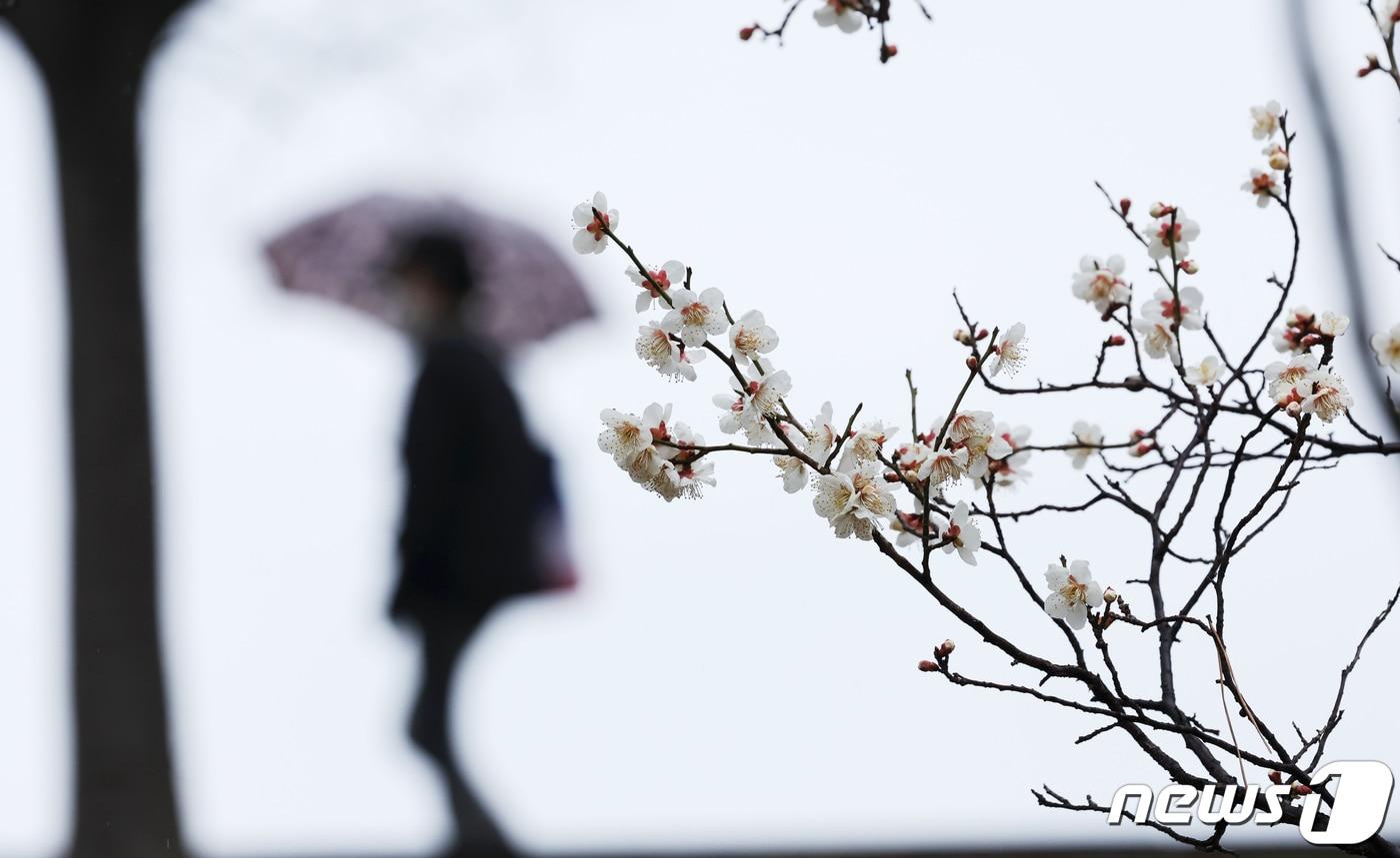 광주 서구 상무시민공원에 활짝 핀 매화 뒤로 우산을 든 시민이 길을 걷고 있다. 2024.3.12/뉴스1 ⓒ News1 김태성 기자