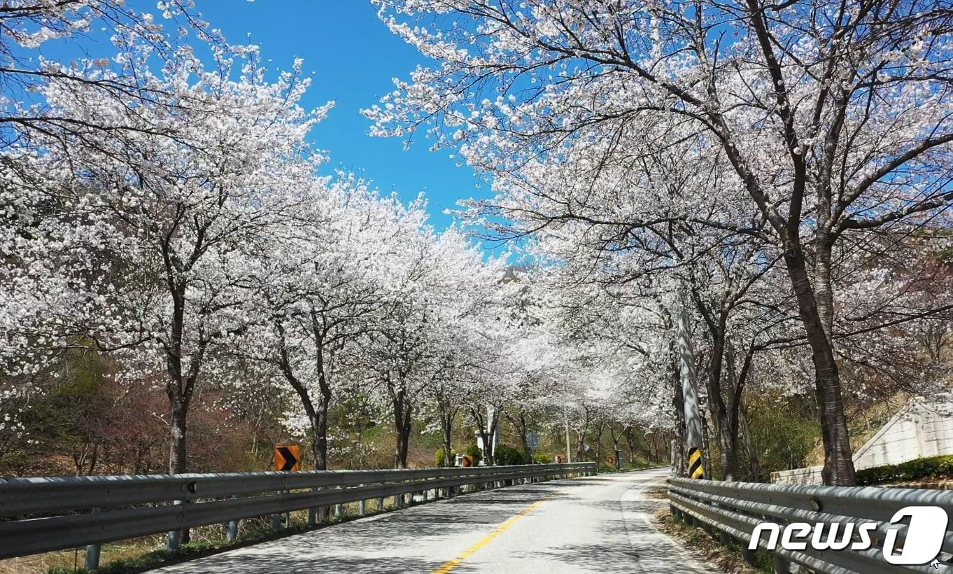 전북자치도 임실군이 오는 30~311일 옥정호 출렁다리에서 첫 번째 벚꽃축제를 개최한다.&#40;임실군제공&#41;2024.3.12/뉴스1