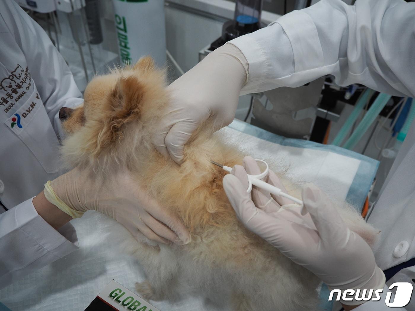 서울시는 반려동물의 유실·유기 예방에 효과적인 내장형 동물등록 지원 사업을 오는 15일부터 시행한다고 밝혔다. 서울시민이 기르는 모든 반려견과 반려묘 대상이며, 올 한 해 9천 마리에 대해 선착순 지원한다. &#40;서울시 제공&#41; 2024.3.13/뉴스1