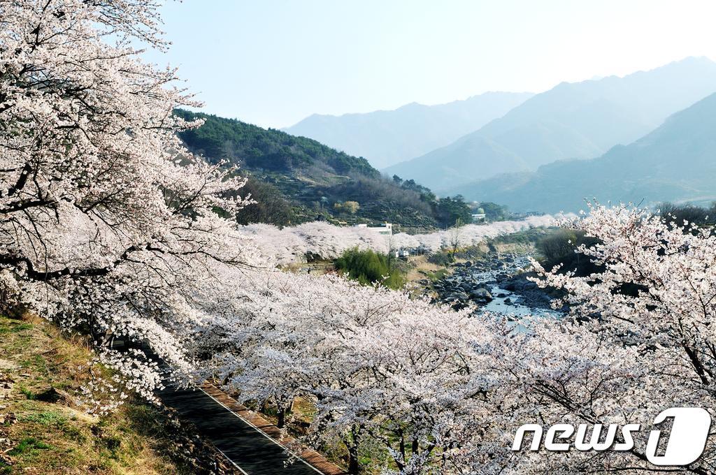 하동군 화개면 십리벚꽃길.&#40;하동군 제공&#41;