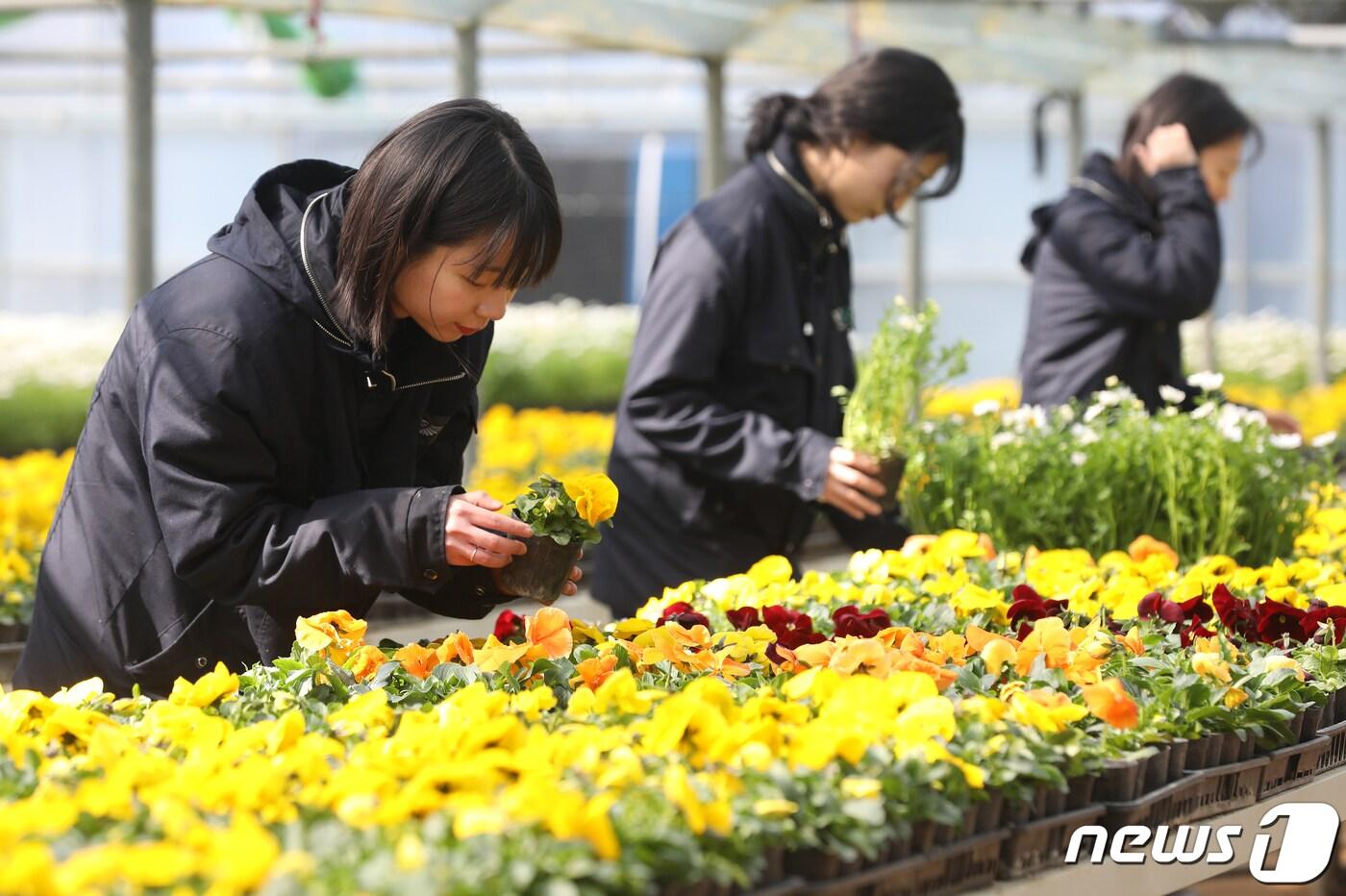 13일 부산 부산진구 백양산 양묘장에서 구청 공원녹지과 직원들이 동 주민센터를 통해 주민들에게 무상으로 나눠줄 봄꽃을 옮기고 있다. 2024.3.13/뉴스1 ⓒ News1 윤일지 기자