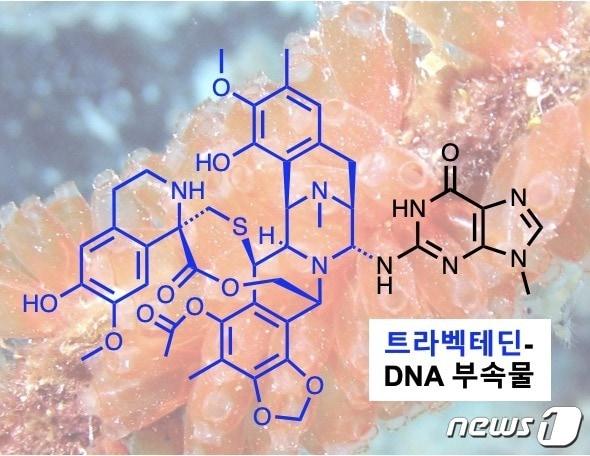 항암제 트라벡테딘. &#40;기초연 제공&#41;/뉴스1