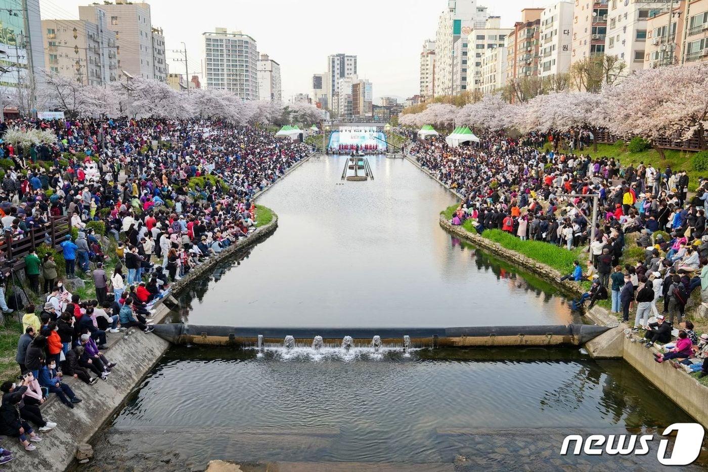 불광천 벚꽃축제.&#40;은평구청 제공&#41;