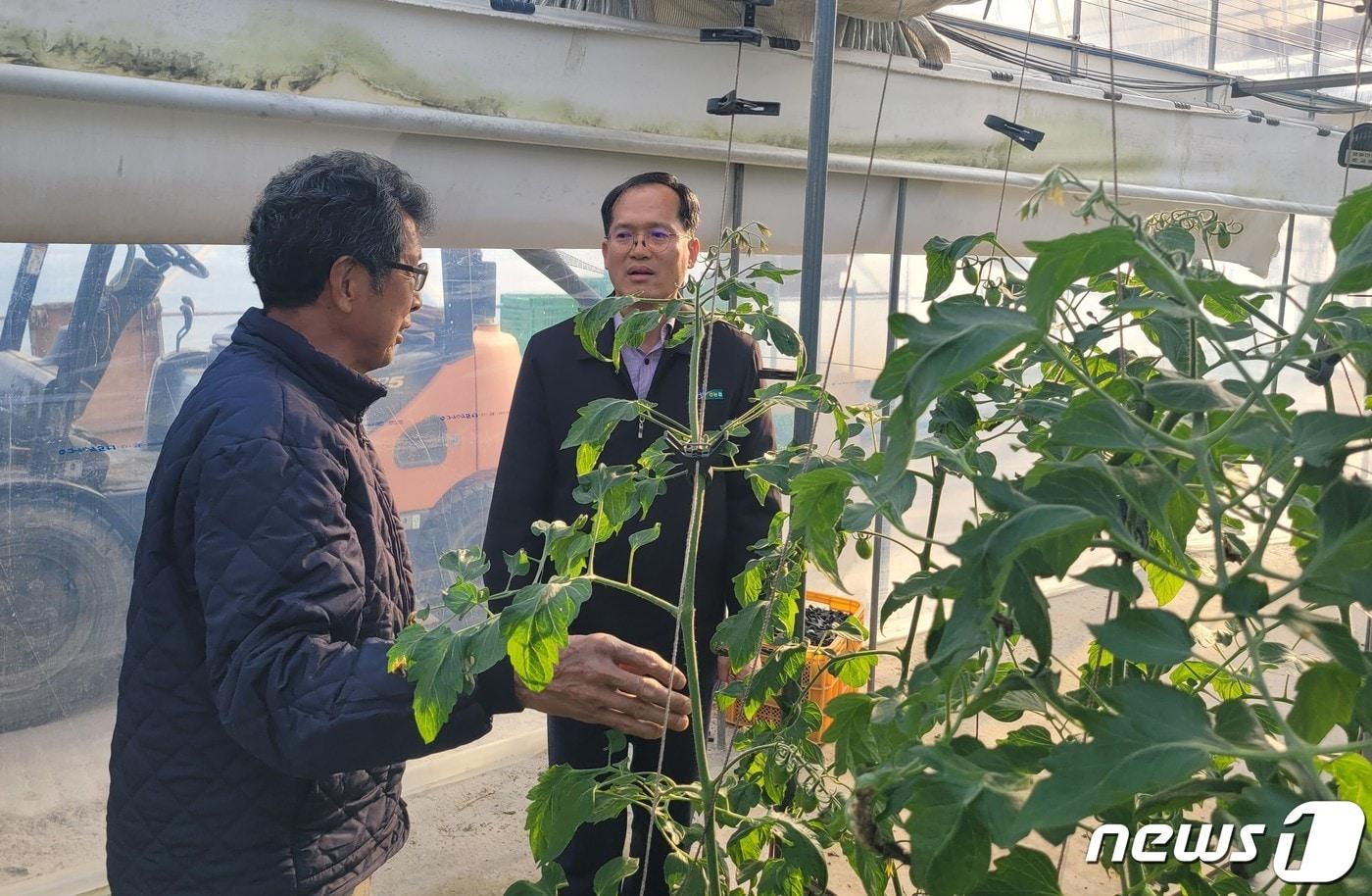 이기용 NH농협 보은군지부장이 탄부면 소재 한 방울토마토 농장을 찾아 애로사항을 청취하고 있다. &#40;농협 보은군지부 제공&#41;/뉴스1 