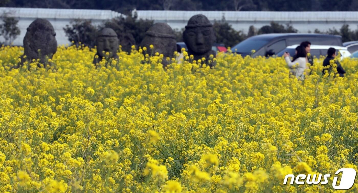 14일 오후 제주 서귀포시 성읍민속마을에 만발한 유채꽃이 봄소식을 전하고 있다. 2024.3.14/뉴스1 ⓒ News1 고동명 기자