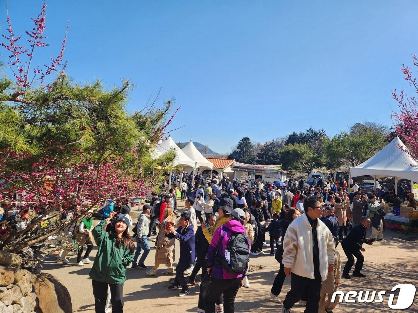 낮 최고기온이 19~22도에 머문 16일 전남 광양 매화 축제를 찾은 상춘객들이 매화 꽃을 배경으로 사진을 촬영하고 있다. 2024.3.16/뉴스1 ⓒ News1 최성국 기자